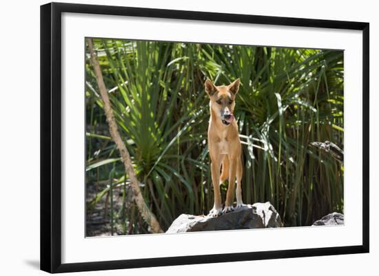 Australia, Northern Territory, Darwin. Territory Wildlife Park. Dingo-Cindy Miller Hopkins-Framed Photographic Print