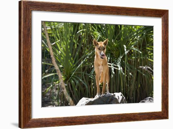 Australia, Northern Territory, Darwin. Territory Wildlife Park. Dingo-Cindy Miller Hopkins-Framed Photographic Print