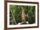 Australia, Northern Territory, Darwin. Territory Wildlife Park. Dingo-Cindy Miller Hopkins-Framed Photographic Print