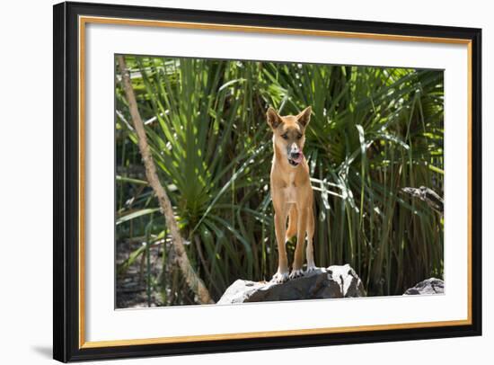 Australia, Northern Territory, Darwin. Territory Wildlife Park. Dingo-Cindy Miller Hopkins-Framed Photographic Print