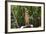 Australia, Northern Territory, Darwin. Territory Wildlife Park. Dingo-Cindy Miller Hopkins-Framed Photographic Print