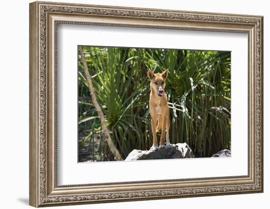 Australia, Northern Territory, Darwin. Territory Wildlife Park. Dingo-Cindy Miller Hopkins-Framed Photographic Print