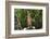 Australia, Northern Territory, Darwin. Territory Wildlife Park. Dingo-Cindy Miller Hopkins-Framed Photographic Print