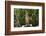 Australia, Northern Territory, Darwin. Territory Wildlife Park. Dingo-Cindy Miller Hopkins-Framed Photographic Print