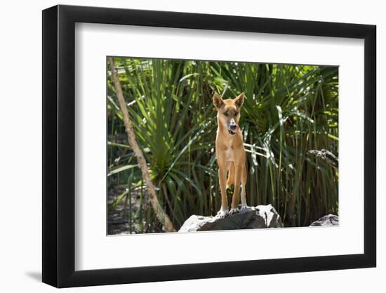 Australia, Northern Territory, Darwin. Territory Wildlife Park. Dingo-Cindy Miller Hopkins-Framed Photographic Print