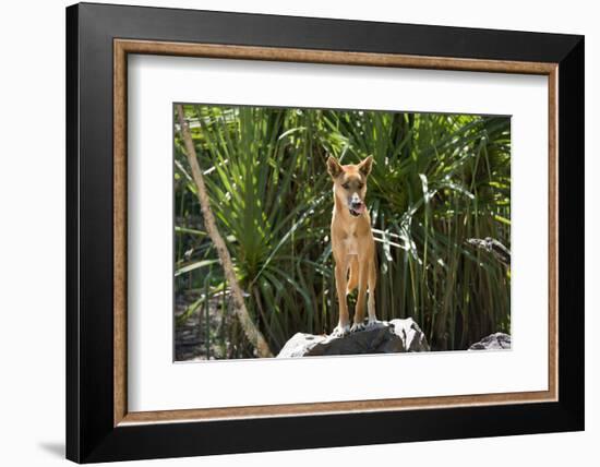 Australia, Northern Territory, Darwin. Territory Wildlife Park. Dingo-Cindy Miller Hopkins-Framed Photographic Print