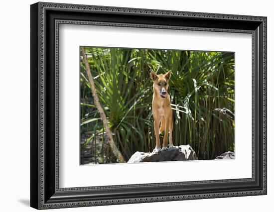 Australia, Northern Territory, Darwin. Territory Wildlife Park. Dingo-Cindy Miller Hopkins-Framed Photographic Print