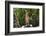 Australia, Northern Territory, Darwin. Territory Wildlife Park. Dingo-Cindy Miller Hopkins-Framed Photographic Print