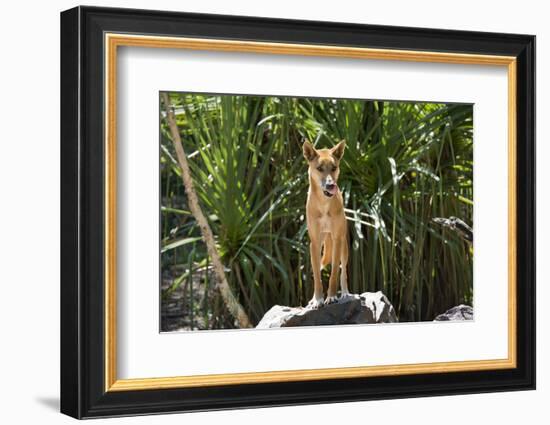 Australia, Northern Territory, Darwin. Territory Wildlife Park. Dingo-Cindy Miller Hopkins-Framed Photographic Print