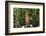 Australia, Northern Territory, Darwin. Territory Wildlife Park. Dingo-Cindy Miller Hopkins-Framed Photographic Print