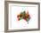 Australia Paint Splashes Map-Michael Tompsett-Framed Art Print