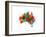 Australia Paint Splashes Map-Michael Tompsett-Framed Art Print