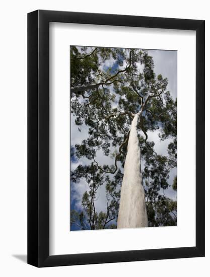 Australia, Perth. Kings Park. Fraser Avenue, Lemon Scented Gum Tree-Cindy Miller Hopkins-Framed Photographic Print