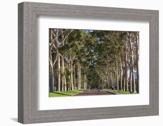 Australia, Perth, Kings Park, Trees on Fraser Avenue-Walter Bibikow-Framed Photographic Print