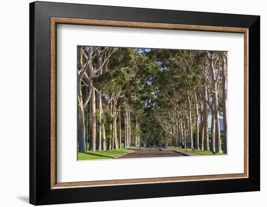 Australia, Perth, Kings Park, Trees on Fraser Avenue-Walter Bibikow-Framed Photographic Print