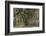 Australia, Perth, Kings Park, Trees on Fraser Avenue-Walter Bibikow-Framed Photographic Print