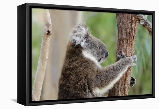 Australia, Perth, Yanchep National Park. Koala Bear a Native Arboreal Marsupial-Cindy Miller Hopkins-Framed Premier Image Canvas