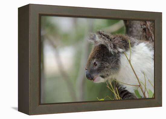 Australia, Perth, Yanchep National Park. Koala Bear a Native Arboreal Marsupial-Cindy Miller Hopkins-Framed Premier Image Canvas