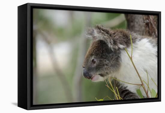 Australia, Perth, Yanchep National Park. Koala Bear a Native Arboreal Marsupial-Cindy Miller Hopkins-Framed Premier Image Canvas