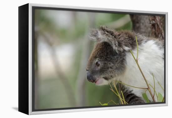 Australia, Perth, Yanchep National Park. Koala Bear a Native Arboreal Marsupial-Cindy Miller Hopkins-Framed Premier Image Canvas