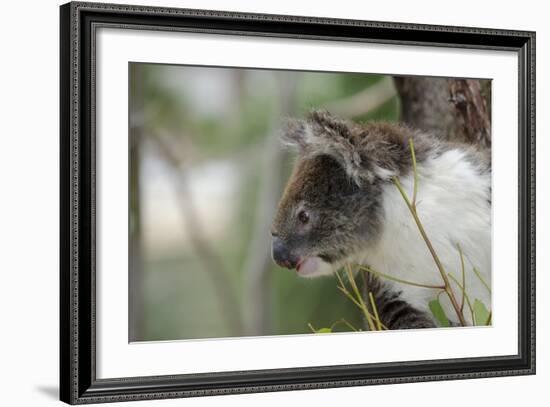 Australia, Perth, Yanchep National Park. Koala Bear a Native Arboreal Marsupial-Cindy Miller Hopkins-Framed Photographic Print