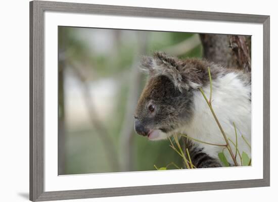 Australia, Perth, Yanchep National Park. Koala Bear a Native Arboreal Marsupial-Cindy Miller Hopkins-Framed Photographic Print