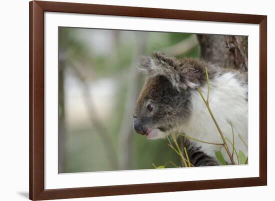 Australia, Perth, Yanchep National Park. Koala Bear a Native Arboreal Marsupial-Cindy Miller Hopkins-Framed Photographic Print