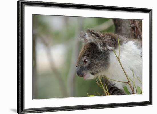 Australia, Perth, Yanchep National Park. Koala Bear a Native Arboreal Marsupial-Cindy Miller Hopkins-Framed Photographic Print