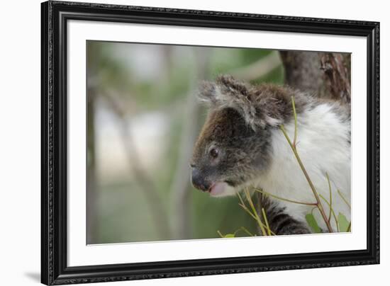 Australia, Perth, Yanchep National Park. Koala Bear a Native Arboreal Marsupial-Cindy Miller Hopkins-Framed Photographic Print