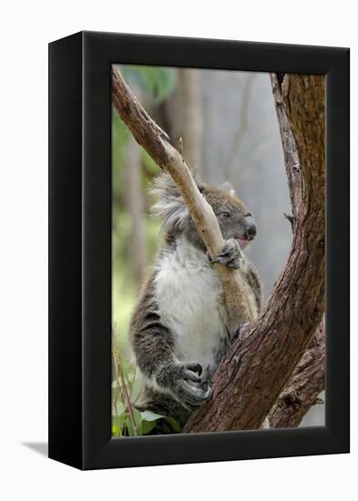 Australia, Perth, Yanchep National Park. Koala Bear a Native Arboreal Marsupial-Cindy Miller Hopkins-Framed Premier Image Canvas