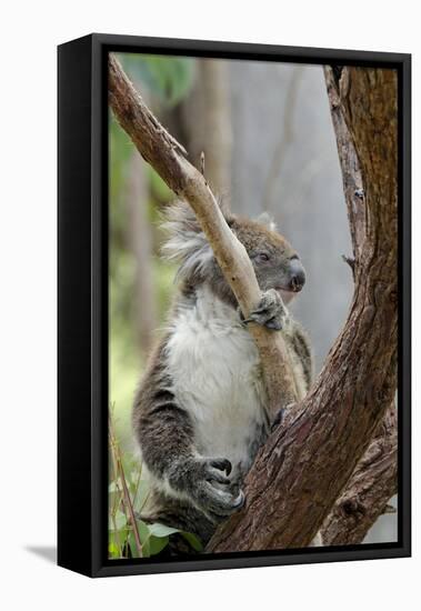 Australia, Perth, Yanchep National Park. Koala Bear a Native Arboreal Marsupial-Cindy Miller Hopkins-Framed Premier Image Canvas