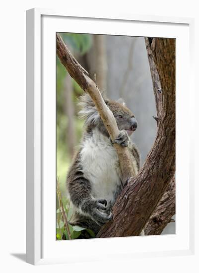 Australia, Perth, Yanchep National Park. Koala Bear a Native Arboreal Marsupial-Cindy Miller Hopkins-Framed Photographic Print