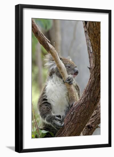 Australia, Perth, Yanchep National Park. Koala Bear a Native Arboreal Marsupial-Cindy Miller Hopkins-Framed Photographic Print