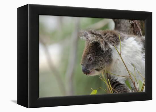 Australia, Perth, Yanchep National Park. Koala Bear a Native Arboreal Marsupial-Cindy Miller Hopkins-Framed Premier Image Canvas