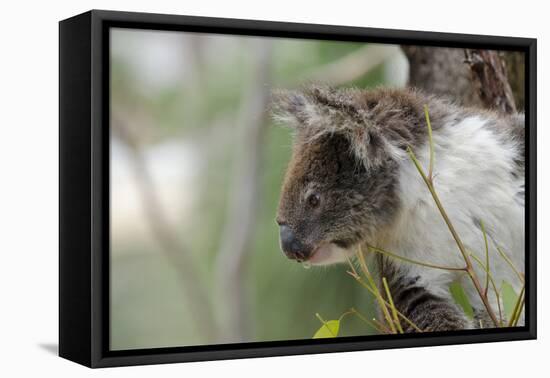 Australia, Perth, Yanchep National Park. Koala Bear a Native Arboreal Marsupial-Cindy Miller Hopkins-Framed Premier Image Canvas