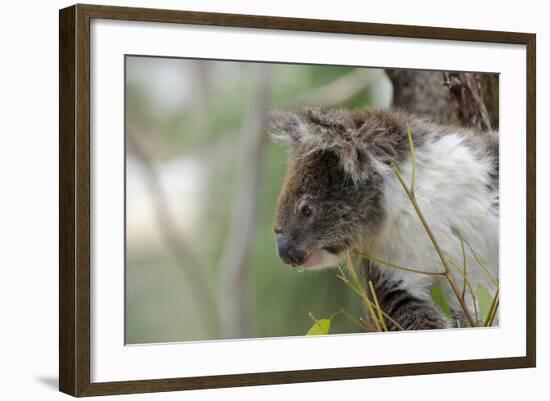 Australia, Perth, Yanchep National Park. Koala Bear a Native Arboreal Marsupial-Cindy Miller Hopkins-Framed Photographic Print