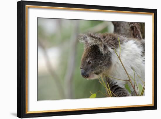 Australia, Perth, Yanchep National Park. Koala Bear a Native Arboreal Marsupial-Cindy Miller Hopkins-Framed Photographic Print