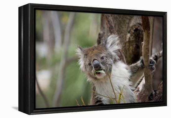 Australia, Perth, Yanchep National Park. Koala Bear a Native Arboreal Marsupial-Cindy Miller Hopkins-Framed Premier Image Canvas