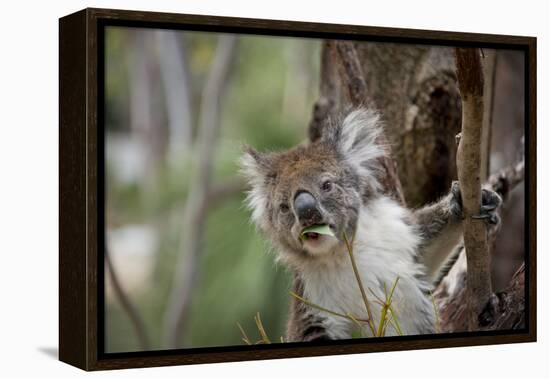 Australia, Perth, Yanchep National Park. Koala Bear a Native Arboreal Marsupial-Cindy Miller Hopkins-Framed Premier Image Canvas