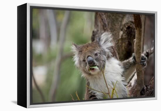 Australia, Perth, Yanchep National Park. Koala Bear a Native Arboreal Marsupial-Cindy Miller Hopkins-Framed Premier Image Canvas