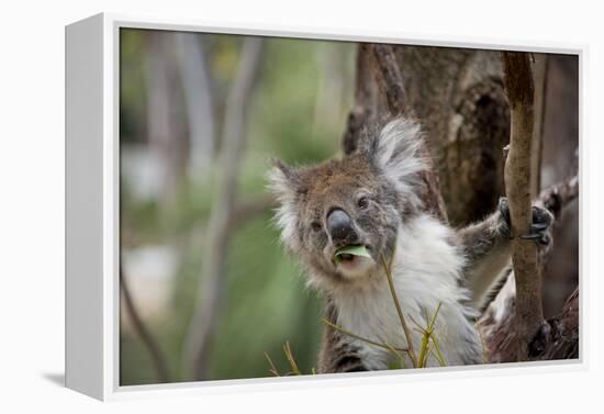 Australia, Perth, Yanchep National Park. Koala Bear a Native Arboreal Marsupial-Cindy Miller Hopkins-Framed Premier Image Canvas