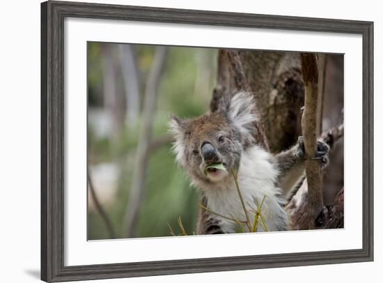 Australia, Perth, Yanchep National Park. Koala Bear a Native Arboreal Marsupial-Cindy Miller Hopkins-Framed Photographic Print