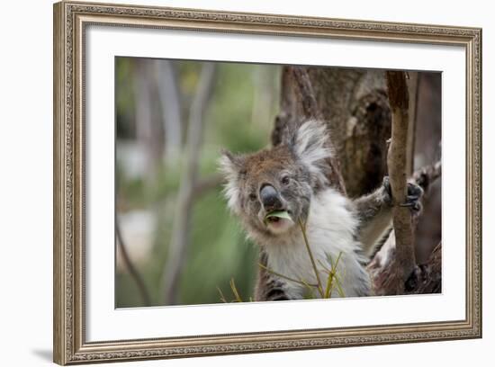 Australia, Perth, Yanchep National Park. Koala Bear a Native Arboreal Marsupial-Cindy Miller Hopkins-Framed Photographic Print