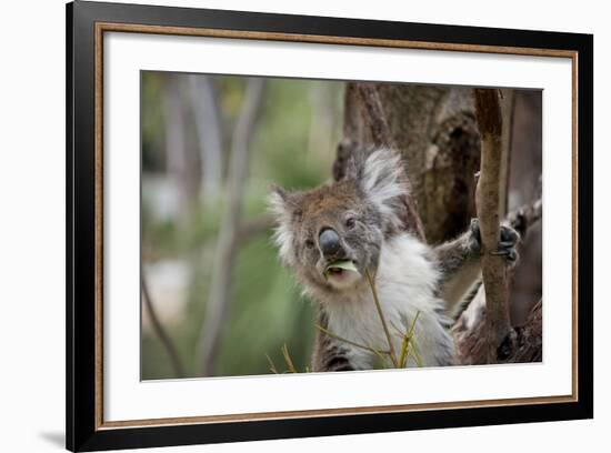 Australia, Perth, Yanchep National Park. Koala Bear a Native Arboreal Marsupial-Cindy Miller Hopkins-Framed Photographic Print