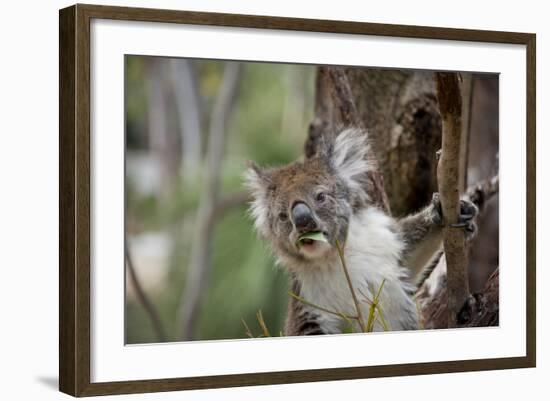 Australia, Perth, Yanchep National Park. Koala Bear a Native Arboreal Marsupial-Cindy Miller Hopkins-Framed Photographic Print