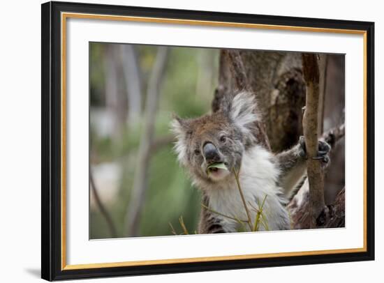 Australia, Perth, Yanchep National Park. Koala Bear a Native Arboreal Marsupial-Cindy Miller Hopkins-Framed Photographic Print