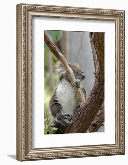 Australia, Perth, Yanchep National Park. Koala Bear a Native Arboreal Marsupial-Cindy Miller Hopkins-Framed Photographic Print