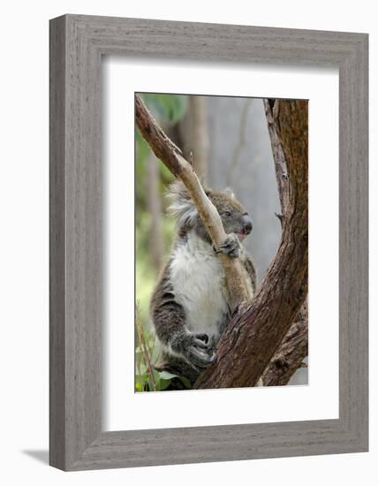 Australia, Perth, Yanchep National Park. Koala Bear a Native Arboreal Marsupial-Cindy Miller Hopkins-Framed Photographic Print