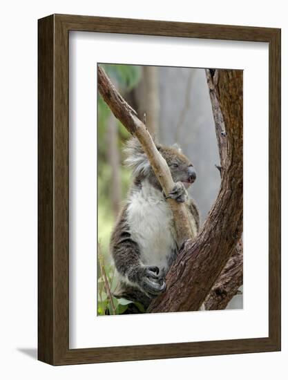 Australia, Perth, Yanchep National Park. Koala Bear a Native Arboreal Marsupial-Cindy Miller Hopkins-Framed Photographic Print