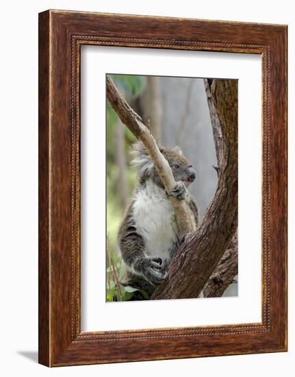 Australia, Perth, Yanchep National Park. Koala Bear a Native Arboreal Marsupial-Cindy Miller Hopkins-Framed Photographic Print